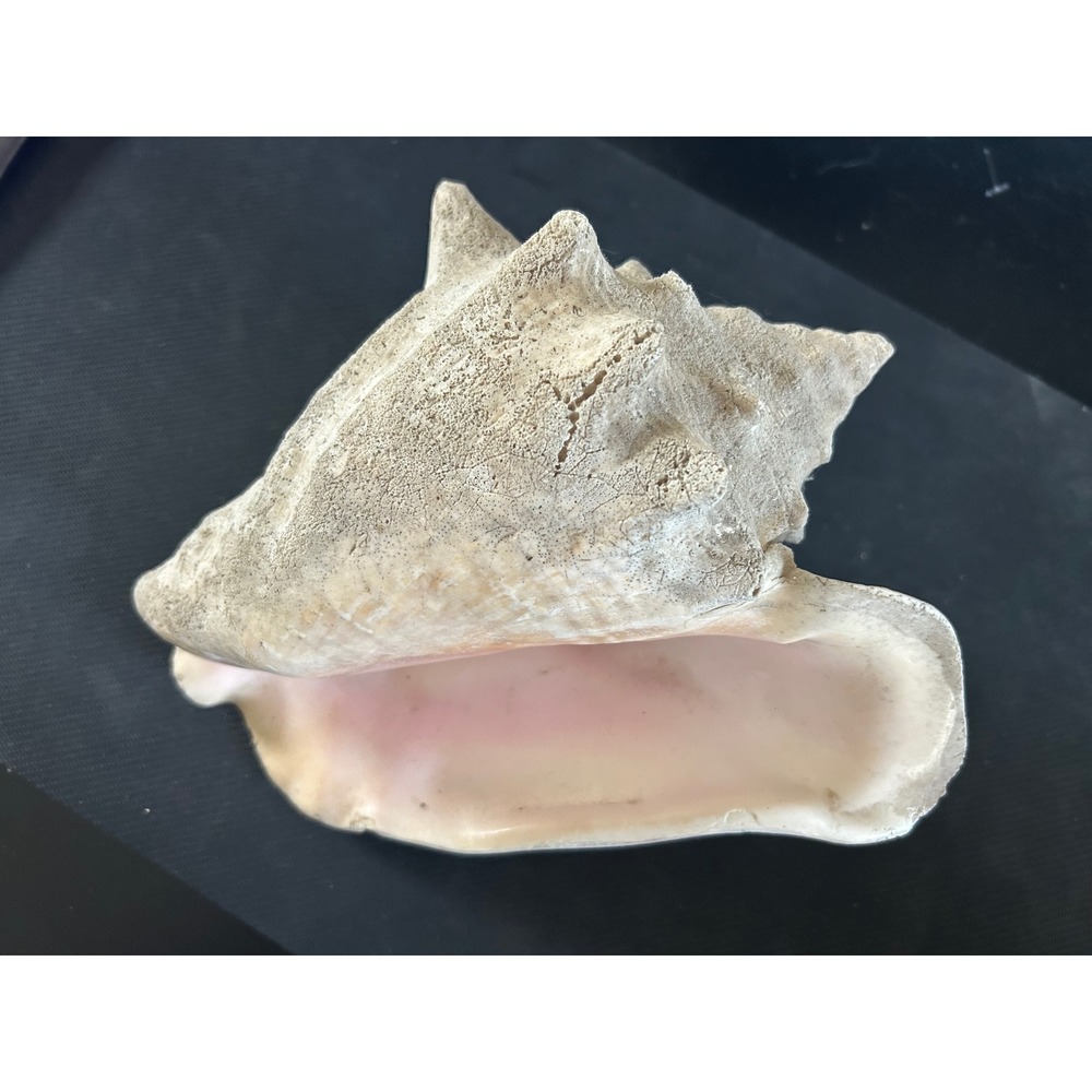Natural Pink Queen Conch Shell Large Nautical Beach House Coastal Decor Specimen
